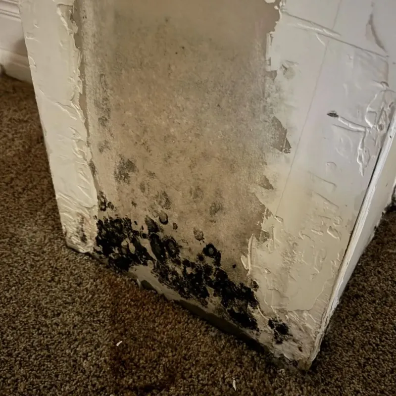 Professional Mold Removal in Unicoi, TN